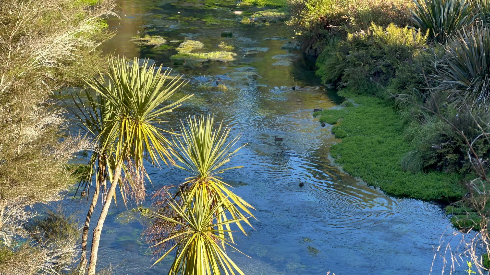 Exclusive Blue Spring experience half-day tour from Auckland