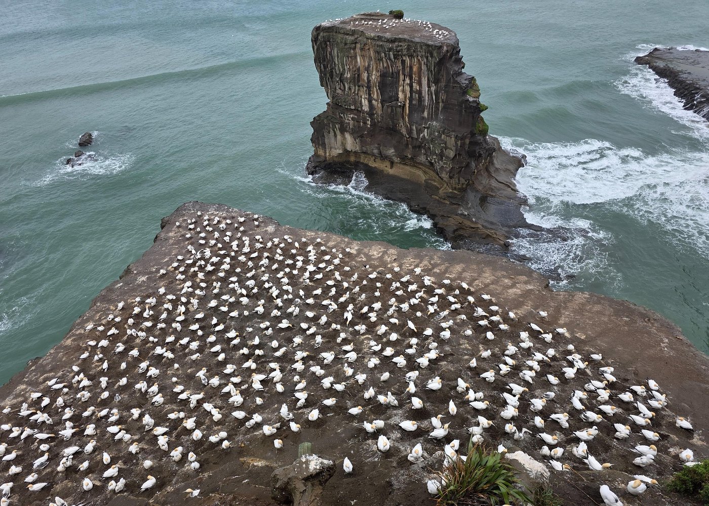 Muriwai GANNET Colony & Wine Tasting - Half Day Tour Ex Auckland
