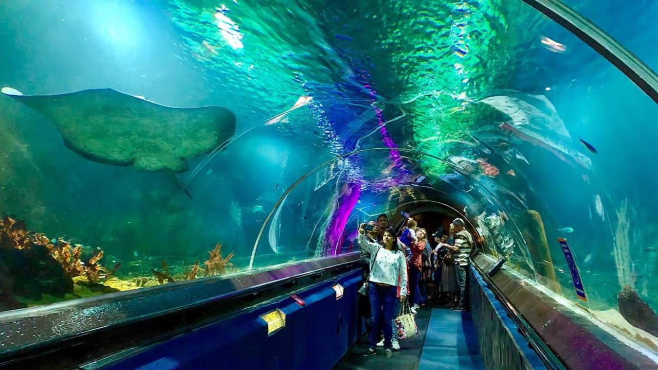 Auckland: Western Spring Birds & Kelly Tarlton Sea Life